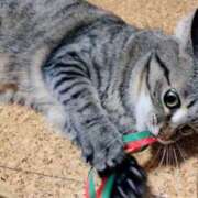 ヒメ日記 2025/01/03 03:20 投稿 りん スピードエコ天王寺店