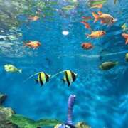 ヒメ日記 2025/01/12 09:50 投稿 りん スピードエコ天王寺店