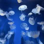 ヒメ日記 2025/06/03 22:10 投稿 りん スピードエコ天王寺店