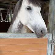 ヒメ日記 2025/06/10 02:00 投稿 りん スピードエコ天王寺店