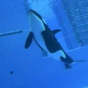 ヒメ日記 2025/07/17 22:20 投稿 りん スピードエコ天王寺店