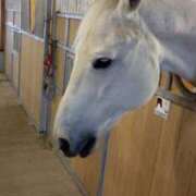 ヒメ日記 2026/02/05 03:50 投稿 りん スピードエコ天王寺店