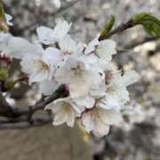 ヒメ日記 2026/04/07 20:40 投稿 りん スピードエコ天王寺店