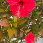 ほのか Okinawa life♪ 熟女の風俗最終章 新潟店