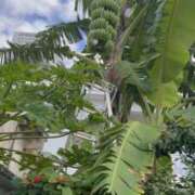 ヒメ日記 2025/12/29 12:23 投稿 ほのか 熟女の風俗最終章 新潟店