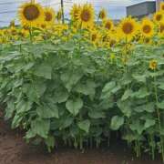 ヒメ日記 2025/09/14 21:18 投稿 美波 モアグループ所沢人妻城