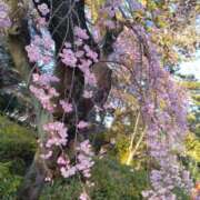 ヒメ日記 2025/04/09 14:03 投稿 まみ 奥様メモリアル