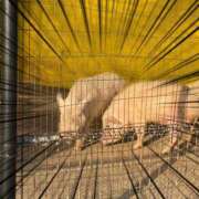 ヒメ日記 2025/03/21 20:24 投稿 最上 ANECOTE