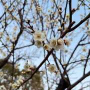 りえ 春の訪れを… フォーシーズン