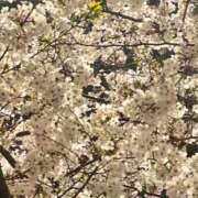 ヒメ日記 2025/04/01 20:28 投稿 りえ フォーシーズン