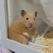 ヒメ日記 2025/12/27 00:31 投稿 花恋 ドンファン