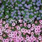 ヒメ日記 2025/11/14 19:15 投稿 沢木 PHOENIX(フェニックス)鳥栖店