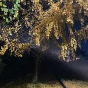 ヒメ日記 2025/11/26 21:32 投稿 櫻子(さくらこ) PLUS梅田店