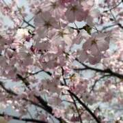 ヒメ日記 2026/03/27 12:22 投稿 櫻子(さくらこ) PLUS梅田店