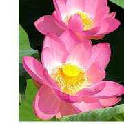 ヒメ日記 2025/01/31 23:12 投稿 一夏【いちか】 丸妻 西船橋店