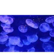 ヒメ日記 2025/01/31 23:33 投稿 一夏【いちか】 丸妻 西船橋店