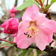 ヒメ日記 2025/03/30 09:15 投稿 一夏【いちか】 丸妻 西船橋店