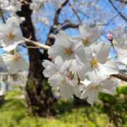 ヒメ日記 2025/04/11 07:02 投稿 一夏【いちか】 丸妻 西船橋店