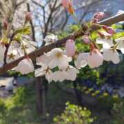 ヒメ日記 2025/04/13 09:14 投稿 一夏【いちか】 丸妻 西船橋店