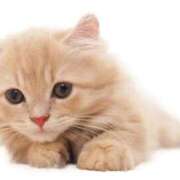 ヒメ日記 2025/08/02 09:07 投稿 一夏【いちか】 丸妻 西船橋店