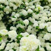 ヒメ日記 2025/08/12 12:08 投稿 一夏【いちか】 丸妻 西船橋店