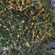 ヒメ日記 2025/10/31 07:18 投稿 一夏【いちか】 丸妻 西船橋店