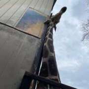 ヒメ日記 2025/09/25 19:43 投稿 聖(ひじり) 那珂川角海老