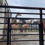 ヒメ日記 2025/10/01 15:13 投稿 聖(ひじり) 那珂川角海老