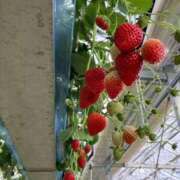 ヒメ日記 2026/02/05 18:13 投稿 聖(ひじり) 那珂川角海老