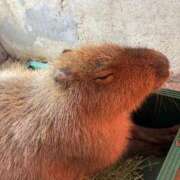 ヒメ日記 2026/03/06 23:33 投稿 聖(ひじり) 那珂川角海老