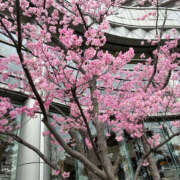 ヒメ日記 2025/04/02 13:13 投稿 なお 奥鉄オクテツ大阪