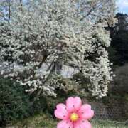 ヒメ日記 2025/04/04 23:47 投稿 星野　ほのか Muzerva Wave