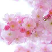 れむ 桜🌸 ピーチガール