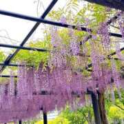 ヒメ日記 2026/04/24 08:41 投稿 長門ゆら 若奥サマンサ（横浜ハレ系）