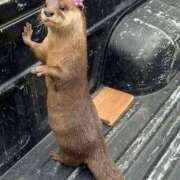 ヒメ日記 2024/12/26 05:01 投稿 こはる プールサイド新橋店