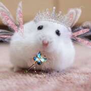 ヒメ日記 2025/02/06 05:04 投稿 こはる プールサイド新橋店