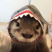 ヒメ日記 2025/03/27 05:08 投稿 こはる プールサイド新橋店