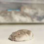 ヒメ日記 2025/04/05 18:49 投稿 こはる プールサイド新橋店