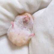 ヒメ日記 2025/04/25 05:13 投稿 こはる プールサイド新橋店