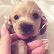 ヒメ日記 2025/04/29 18:14 投稿 こはる プールサイド新橋店