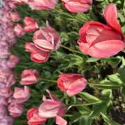 ヒメ日記 2025/04/05 16:45 投稿 れいこ ピンクハウス（横浜）