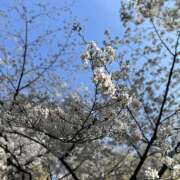 ヒメ日記 2025/04/06 08:35 投稿 れいこ ピンクハウス（横浜）