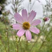 ヒメ日記 2025/09/13 09:55 投稿 れいこ ピンクハウス（横浜）