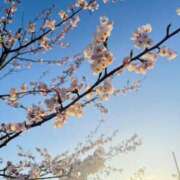 ヒメ日記 2025/04/22 08:01 投稿 如月かれん ABC 岩手ソープ