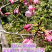 ヒメ日記 2025/03/23 13:20 投稿 さおり 奥鉄オクテツ神奈川店（デリヘル市場グループ）