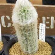 ヒメ日記 2025/12/05 22:26 投稿 ひとみ(昭和53年生まれ) 熟年カップル名古屋～生電話からの営み～