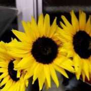 ヒメ日記 2024/12/19 04:16 投稿 ひなの沖縄美人 俺のジュニア