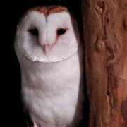 ヒメ日記 2025/01/02 18:56 投稿 ひなの沖縄美人 俺のジュニア