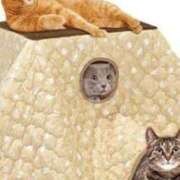 ヒメ日記 2025/01/12 23:56 投稿 ひなの沖縄美人 俺のジュニア