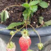 ヒメ日記 2025/04/05 18:45 投稿 ひなの沖縄美人 俺のジュニア